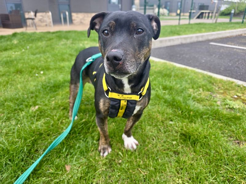 undefined | Terrier (Staffordshire Bull) Cross | undefined - 6