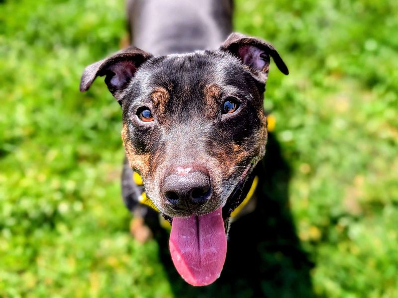 undefined | Terrier (Staffordshire Bull) Cross | undefined - 2
