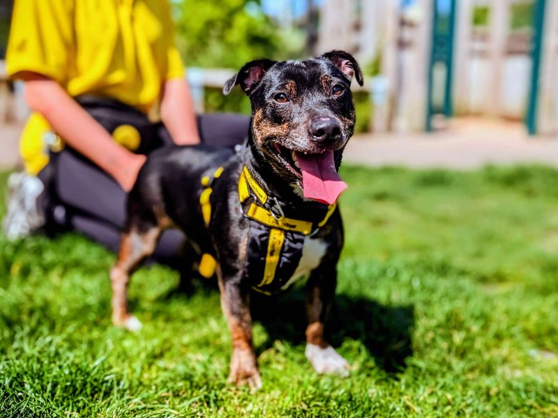 undefined | Terrier (Staffordshire Bull) Cross | undefined - 3