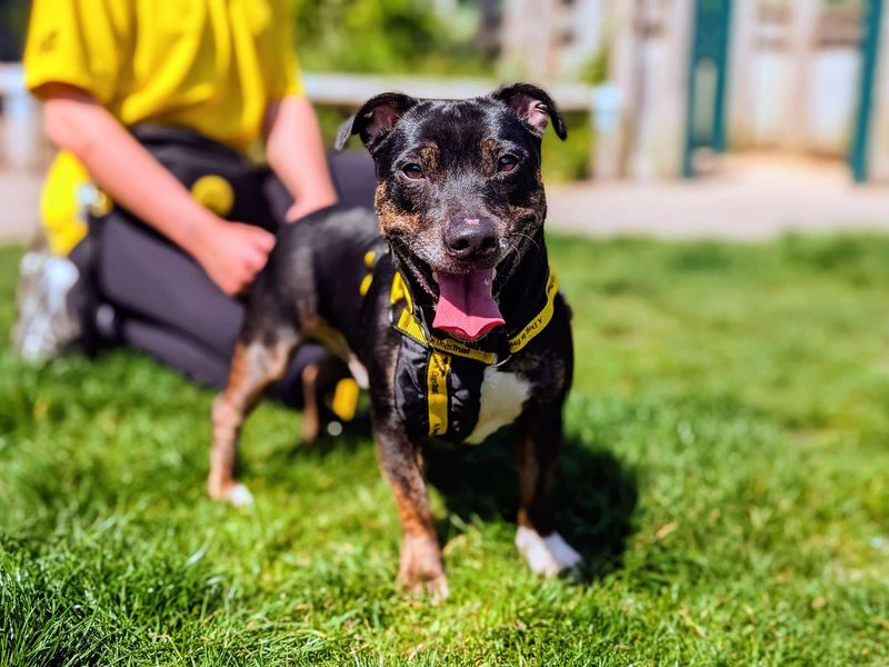 undefined | Terrier (Staffordshire Bull) Cross | undefined - 4