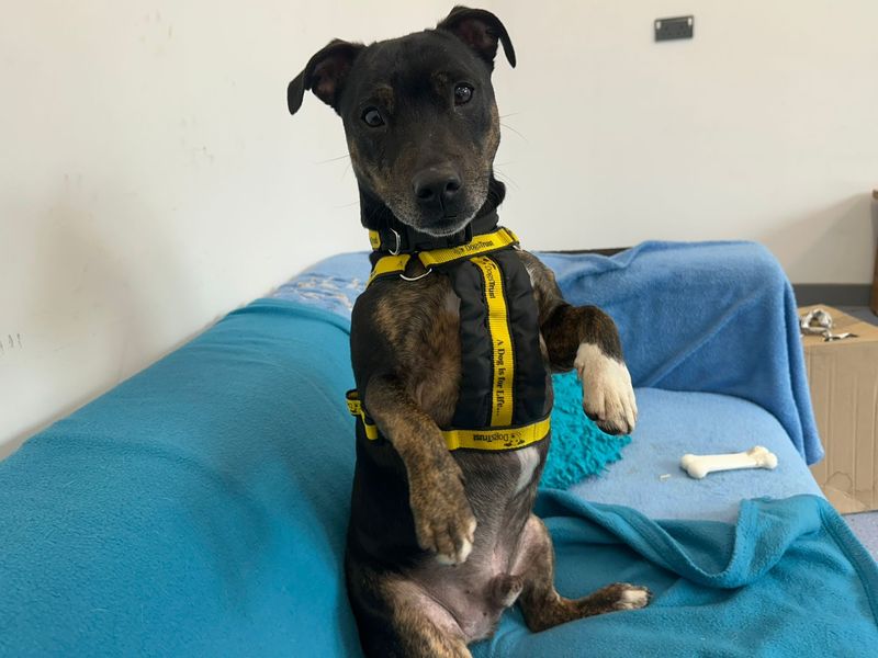undefined | Terrier (Staffordshire Bull) Cross | undefined - 1