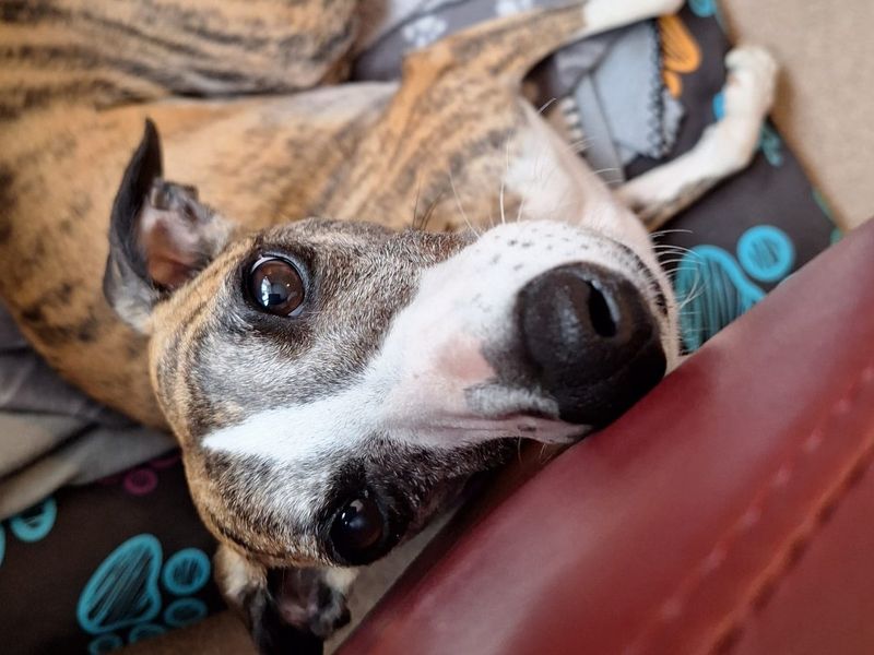 Dottie | Whippet Cross | Snetterton (Norfolk) - 1
