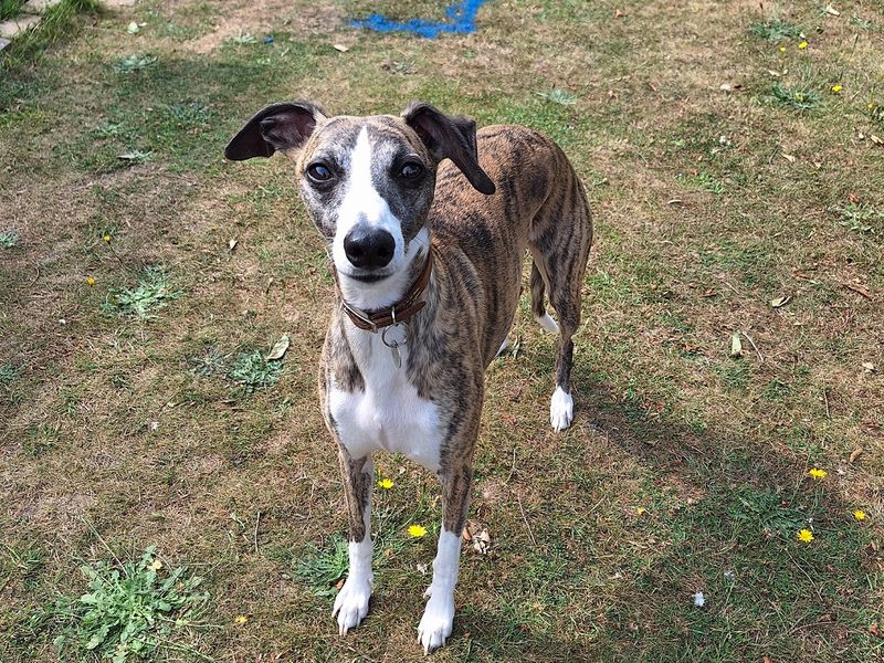 undefined | Whippet Cross | undefined - 2