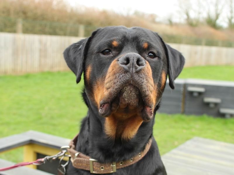 Bertie | Boxer Cross | Newbury (Berkshire) - 1