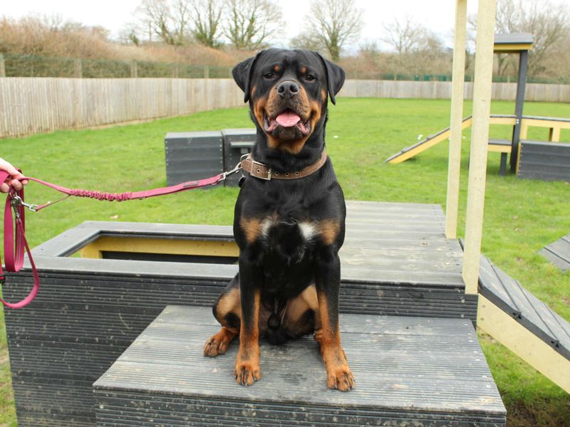 Bertie - Image 4 of 5