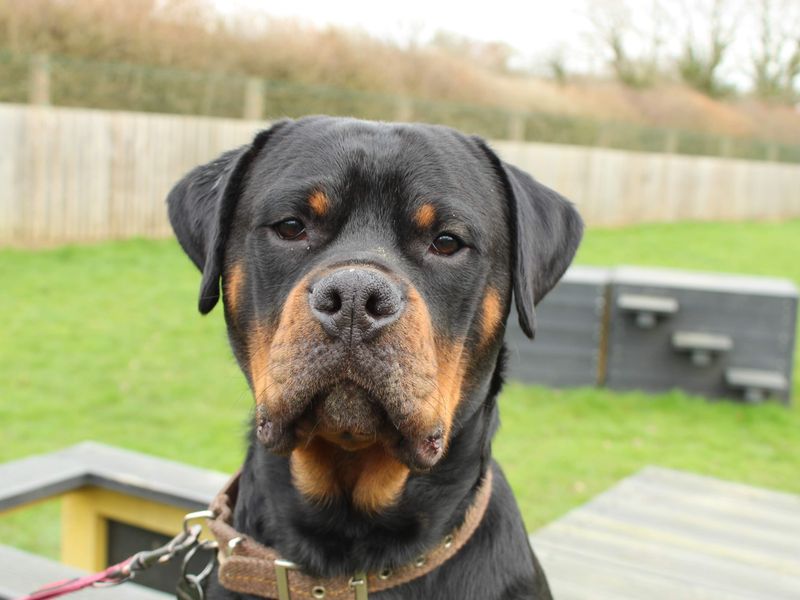 Bertie - Image 2 of 5