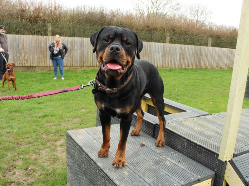 Bertie - Image 5 of 5