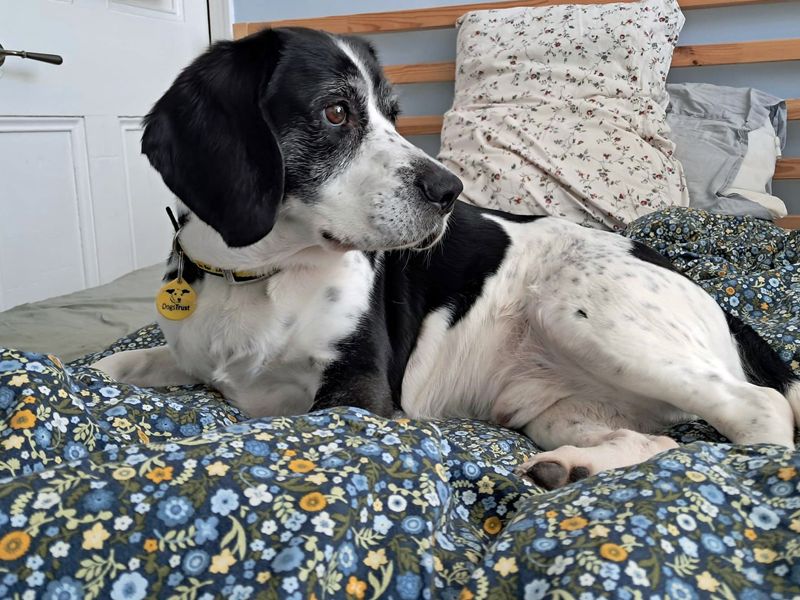 Jango - Image 5 of 7