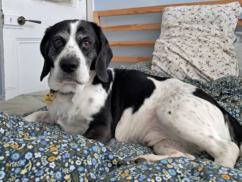 Jango - Image 6 of 7