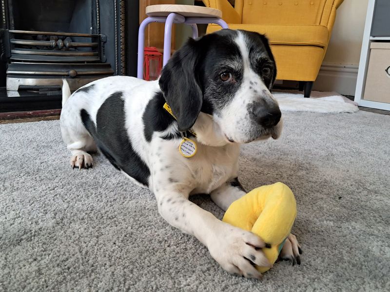 Jango - Image 7 of 7