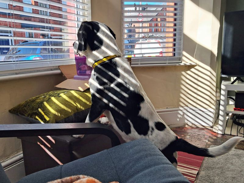 Jango - Image 2 of 7