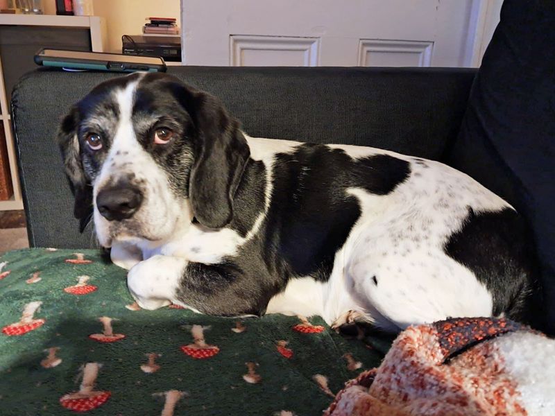 Beagle Dogs And Puppies For Adoption