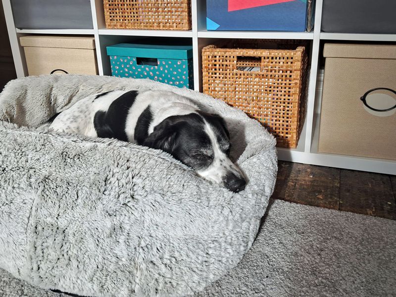 Jango - Image 4 of 7