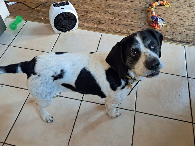 Jango - Image 3 of 7