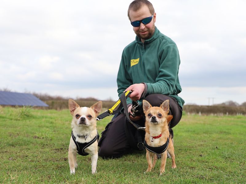 Chihuahua Dogs And Puppies For Adoption