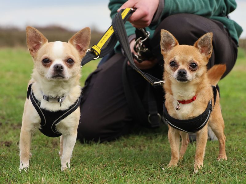 Arthur and Birtie - Image 2 of 3