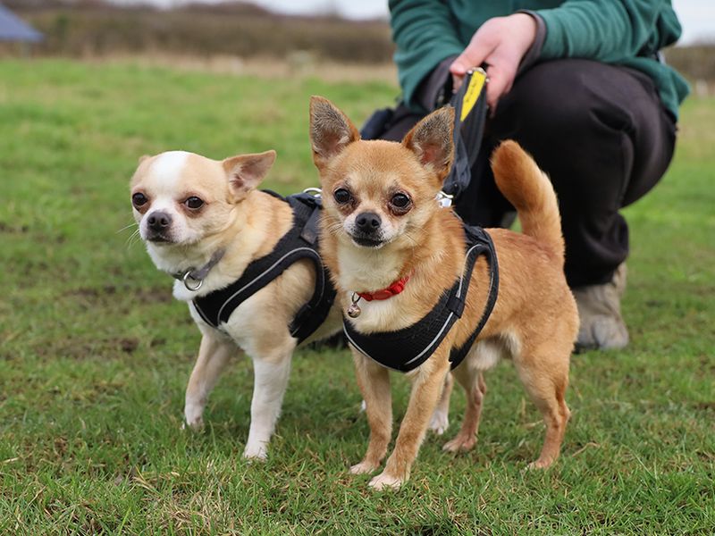 Arthur and Birtie - Image 3 of 3