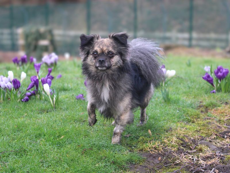 Bailey - Image 3 of 3