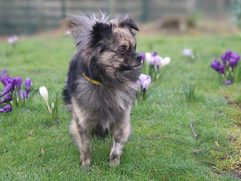 Bailey - Image 2 of 3