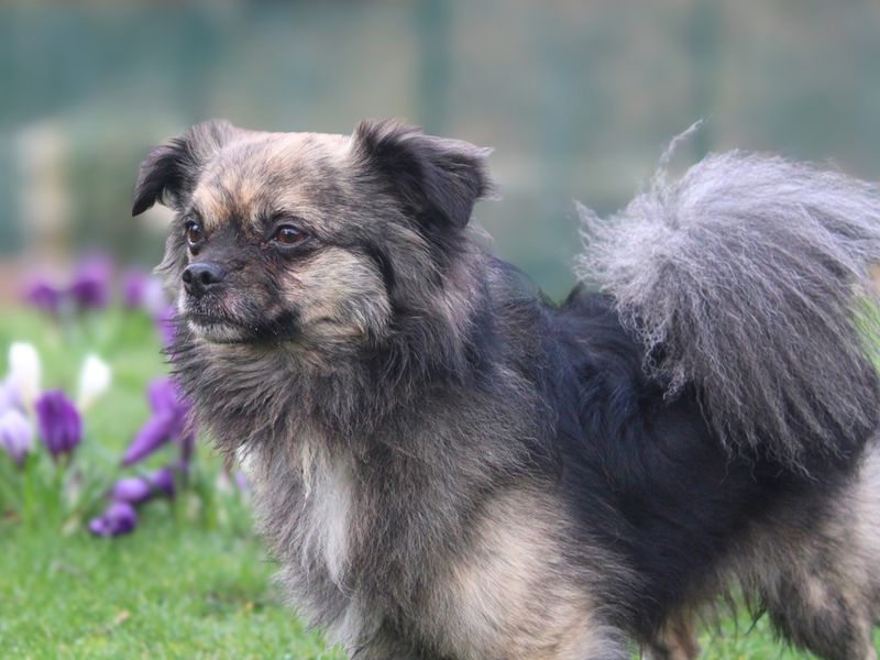 Bailey, a 4 years old male Pomeranian available for adoption from Dogs Trust in Liverpool, Merseyside