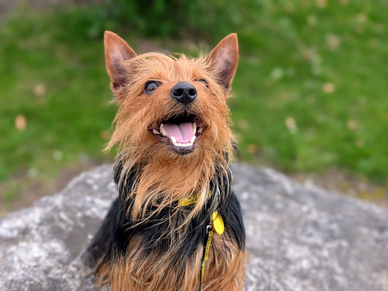 undefined | Terrier (Australian Silky) | undefined - 6