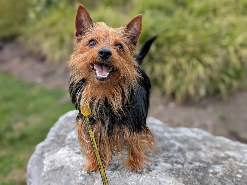 undefined | Terrier (Australian Silky) | undefined - 5