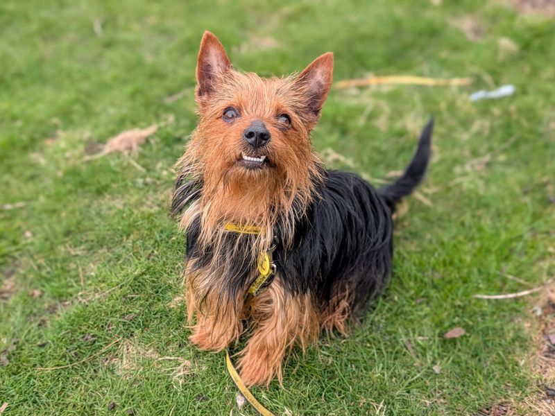 undefined | Terrier (Australian Silky) | undefined - 2