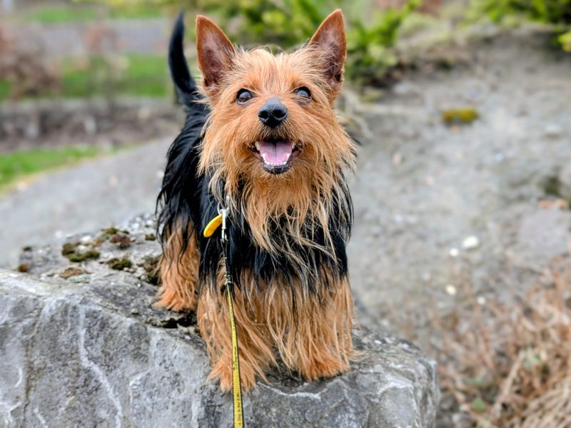 undefined | Terrier (Australian Silky) | undefined - 3