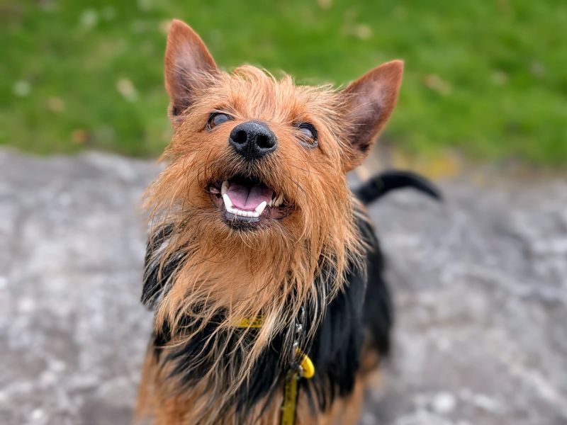 undefined | Terrier (Australian Silky) | undefined - 4