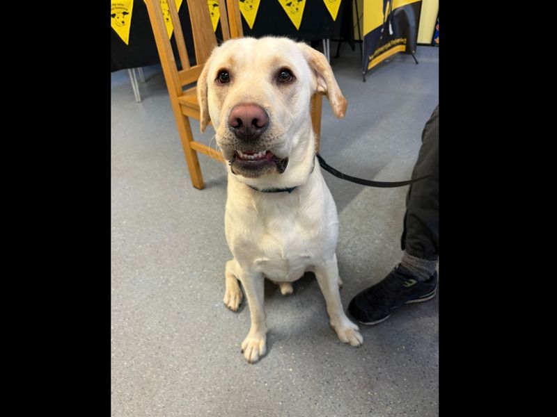 Max | Retriever (Labrador) | Kenilworth (West Midlands) - 1