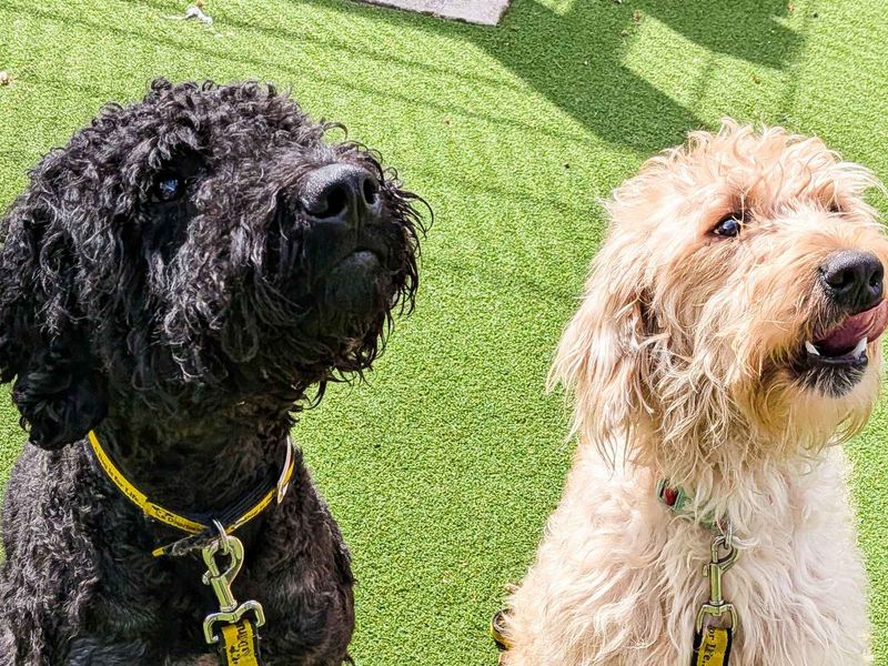 Golden Retriever Dogs And Puppies For Adoption