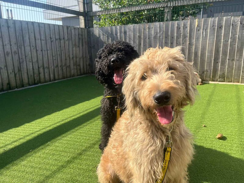 Frankie - Image 2 of 9