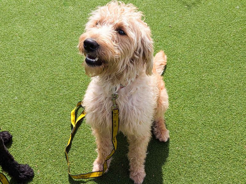 Frankie - Image 4 of 9