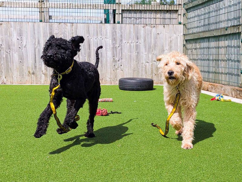 Frankie - Image 9 of 9