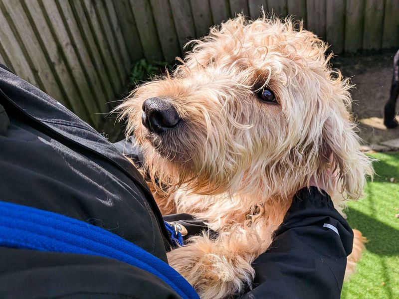 Frankie - Image 6 of 9