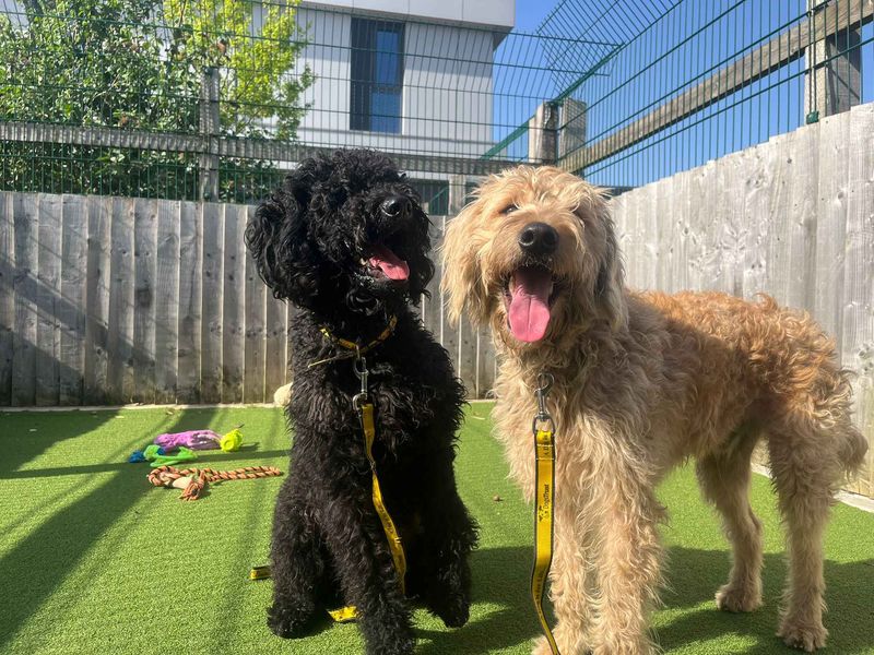 Frankie - Image 3 of 9