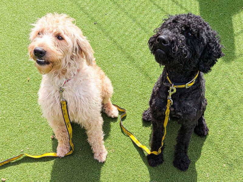 Frankie - Image 8 of 9