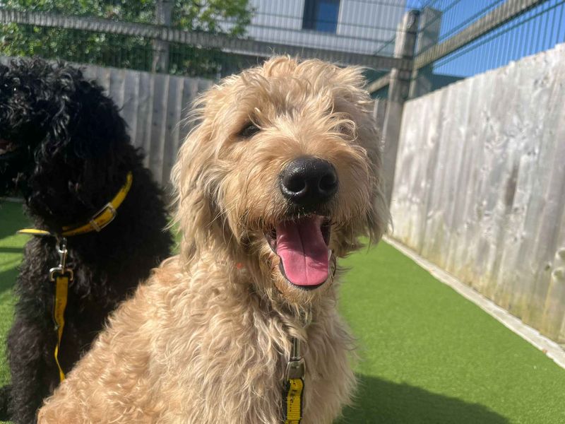 Frankie - Image 5 of 9