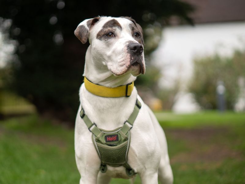 Bella - Image 4 of 5