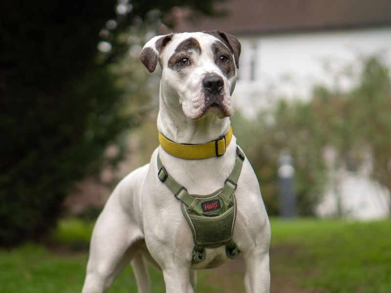 Boxer Dogs And Puppies For Adoption