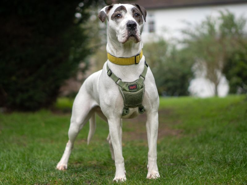 Bella - Image 2 of 5