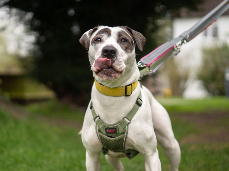 Bella - Image 5 of 5