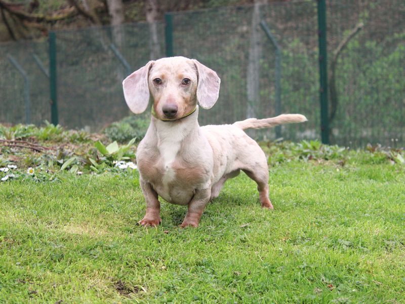 Comet | Dachshund (Miniature Smooth Haired) | Merseyside (Liverpool) - 1