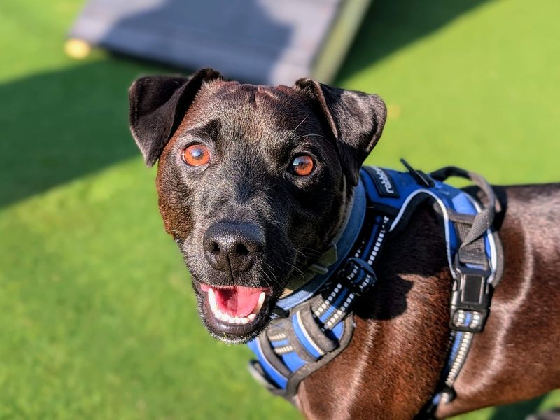 Merlin - Image 6 of 6