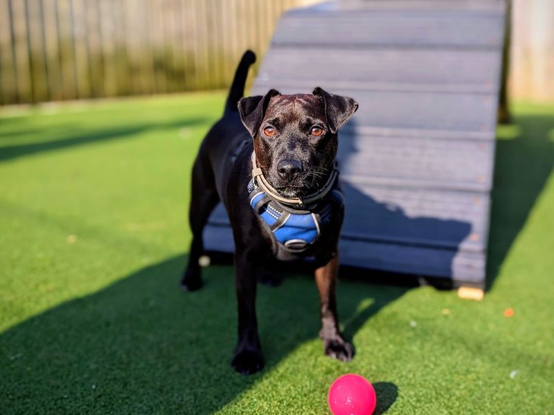 Merlin - Image 3 of 6