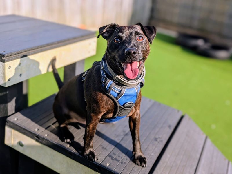 Merlin | Terrier (Jack Russell) Cross | Cardiff - 1