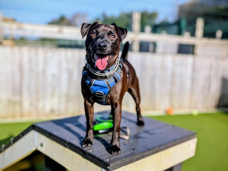 Merlin - Image 2 of 6