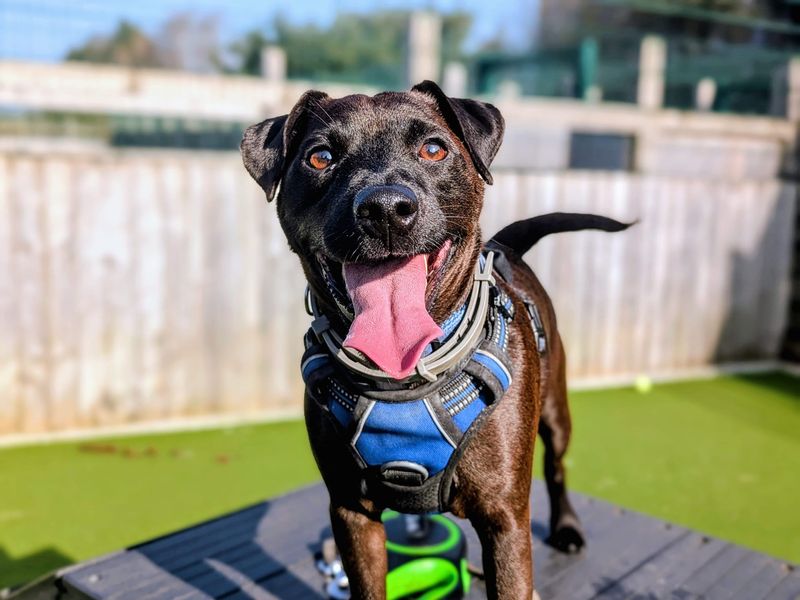 Merlin - Image 4 of 6