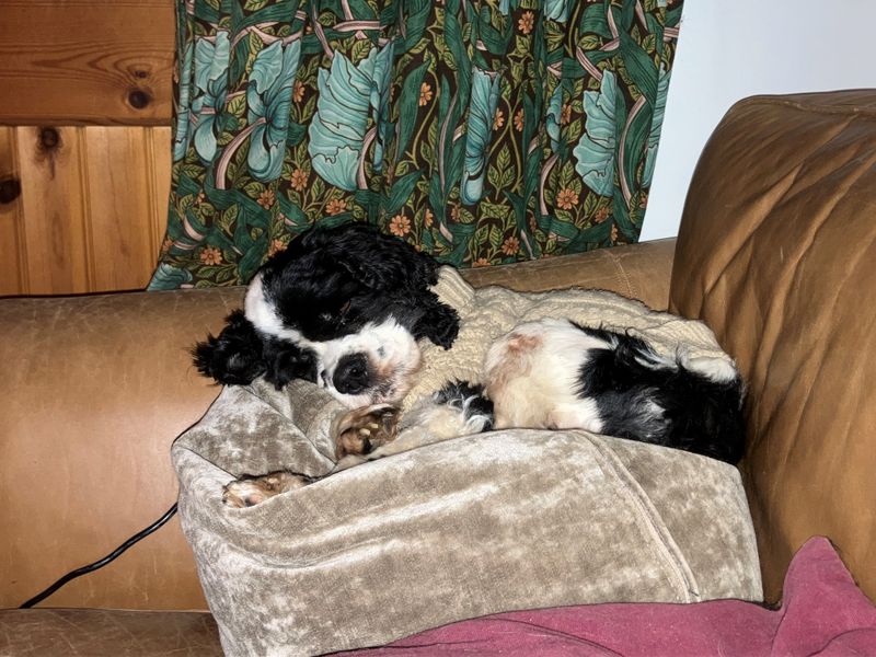 Diva, a 4 years old female Cocker Spaniel available for adoption from Dogs Trust in Penrith, Cumbria