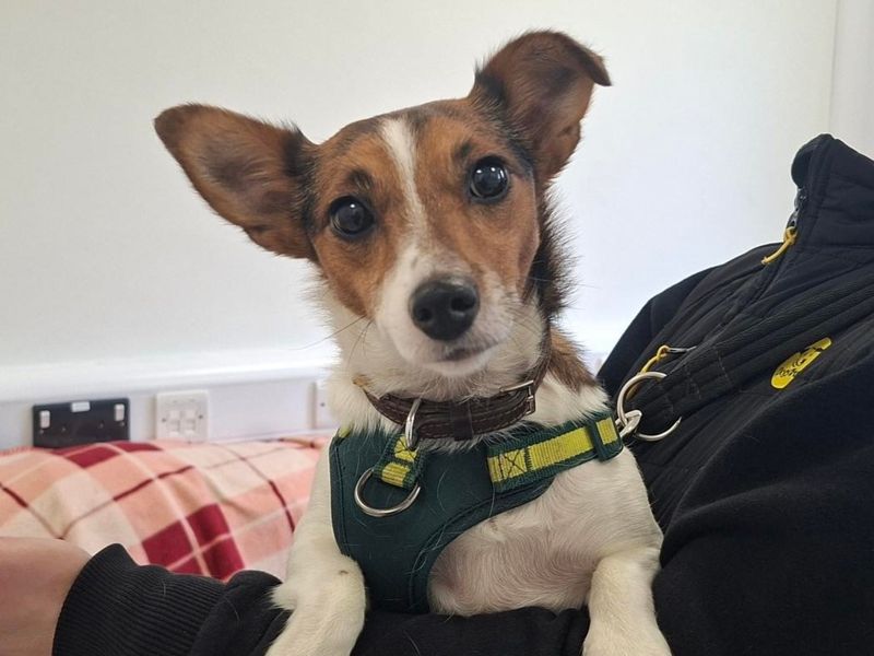 Bean | Terrier (Jack Russell) | Ballymena (Northern Ireland) - 1